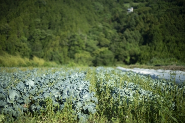 ねづ農場